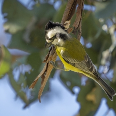 Falcunculus frontatus (Eastern Shrike-tit) at Cootamundra, NSW - 24 Jul 2023 by trevsci