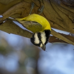 Falcunculus frontatus at Cootamundra, NSW - 24 Jul 2023