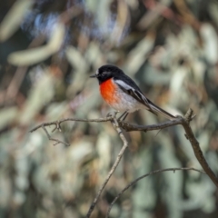 Petroica boodang (Scarlet Robin) at Jindalee National Park - 24 Jul 2023 by trevsci