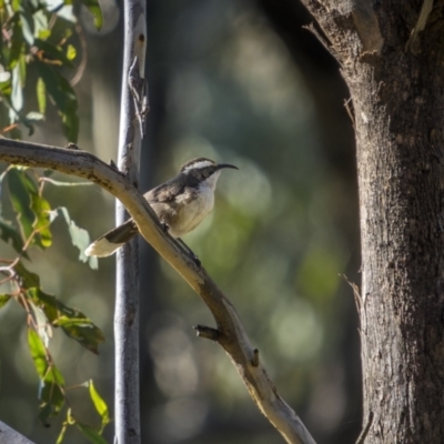 Pomatostomus superciliosus (White-browed Babbler) at Cootamundra, NSW - 24 Jul 2023 by trevsci