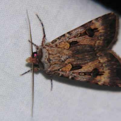 Agrotis munda (Brown Cutworm) at Sheldon, QLD - 27 Apr 2007 by PJH123