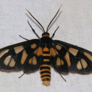 Amata (genus) at Sheldon, QLD - suppressed