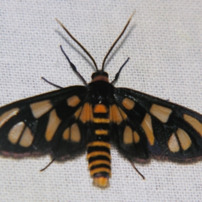 Amata (genus) (Handmaiden Moth) at Sheldon, QLD - 27 Apr 2007 by PJH123