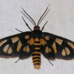 Amata (genus) at Sheldon, QLD - 27 Apr 2007