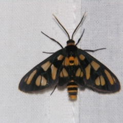 Amata (genus) at Sheldon, QLD - suppressed