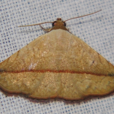 Autoba versicolor (A Noctuid moth (Acontiinae subfamily0) at Sheldon, QLD - 27 Apr 2007 by PJH123