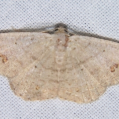 Casbia rectaria (Pomaderris Moth) at Sheldon, QLD - 27 Apr 2007 by PJH123