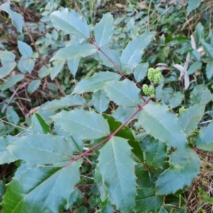 Berberis aquifolium at Isaacs, ACT - 27 Jul 2023 04:36 PM