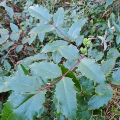 Berberis aquifolium (Oregon Grape) at Isaacs Ridge and Nearby - 27 Jul 2023 by Mike