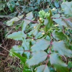 Berberis aquifolium at Isaacs, ACT - 27 Jul 2023