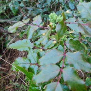 Berberis aquifolium at Isaacs, ACT - 27 Jul 2023