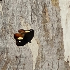 Vanessa itea (Yellow Admiral) at Isaacs, ACT - 27 Jul 2023 by Mike