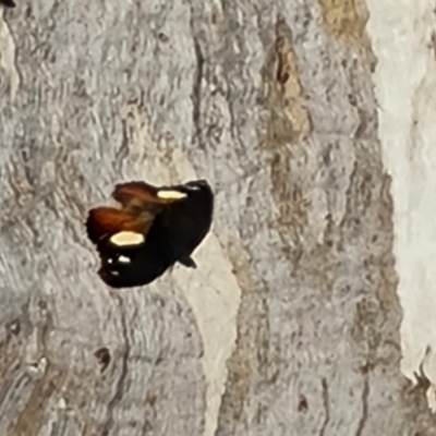 Vanessa itea (Yellow Admiral) at Isaacs Ridge - 27 Jul 2023 by Mike