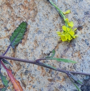 Hirschfeldia incana at Symonston, ACT - 27 Jul 2023