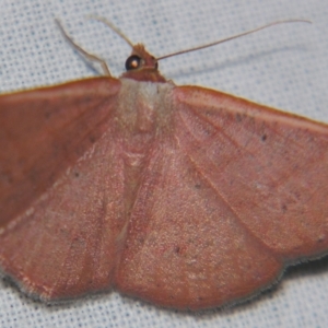 Casbia rhodoptila at Sheldon, QLD - suppressed