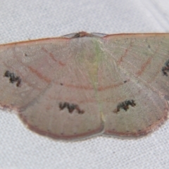 Unidentified Geometer moth (Geometridae) at Sheldon, QLD - 27 Apr 2007 by PJH123