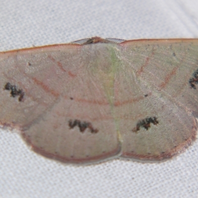 Casbia rhodoptila (Rusty Casbia) at Sheldon, QLD by PJH123