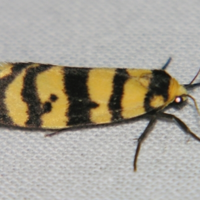 Chiriphe equidistans (A Tiger moth) at Sheldon, QLD - 27 Apr 2007 by PJH123