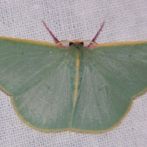 Chlorocoma assimilis at Sheldon, QLD - 27 Apr 2007 11:48 PM