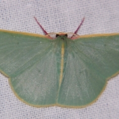 Chlorocoma assimilis (Golden-fringed Emerald Moth) at Sheldon, QLD - 27 Apr 2007 by PJH123