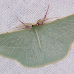 Chlorocoma carenaria (Veined Emerald) at Sheldon, QLD - 27 Apr 2007 by PJH123