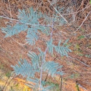 Acacia dealbata subsp. dealbata at Isaacs, ACT - 27 Jul 2023