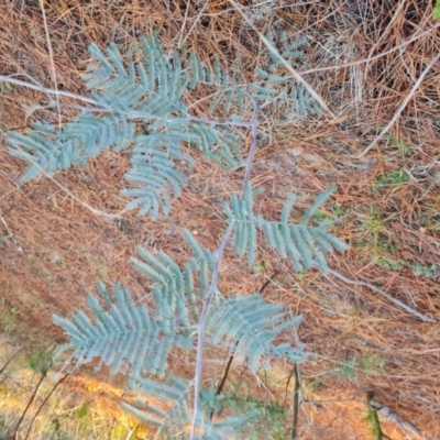 Acacia dealbata subsp. dealbata (Silver Wattle) at Isaacs, ACT - 27 Jul 2023 by Mike