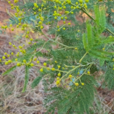 Acacia decurrens (Green Wattle) at Isaacs Ridge and Nearby - 27 Jul 2023 by Mike