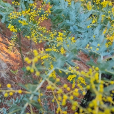 Acacia baileyana (Cootamundra Wattle, Golden Mimosa) at Isaacs Ridge and Nearby - 27 Jul 2023 by Mike