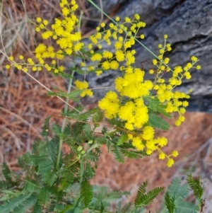 Acacia baileyana x Acacia decurrens at Isaacs, ACT - 27 Jul 2023 04:51 PM