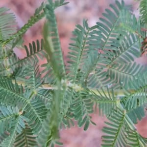 Acacia baileyana x Acacia decurrens at Isaacs, ACT - 27 Jul 2023 04:51 PM