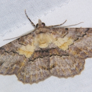 Cleora repetita at Sheldon, QLD - suppressed
