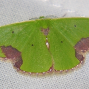 Comibaena mariae at Sheldon, QLD - suppressed