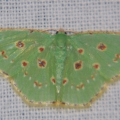 Comostola laesaria (A geometrid moth) at Sheldon, QLD - 27 Apr 2007 by PJH123