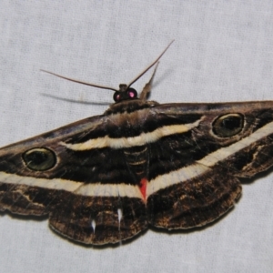 Donuca rubropicta at Sheldon, QLD - suppressed