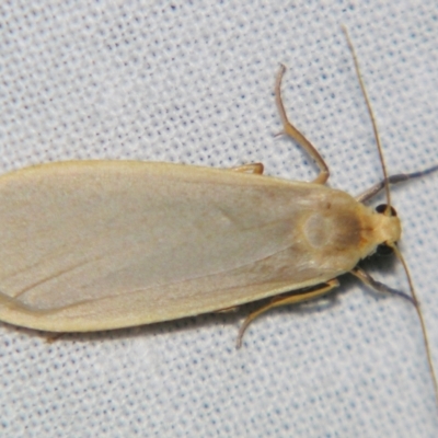 Eilema plana (Little White Lichen Moth) at Sheldon, QLD - 27 Apr 2007 by PJH123