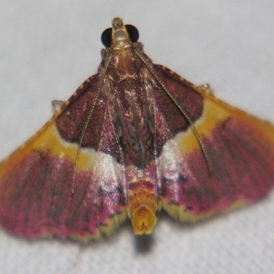 Endotricha mesenterialis (A Pyralid moth) at Sheldon, QLD - 27 Apr 2007 by PJH123