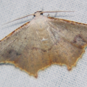 Epicompsa xanthocrossa at Sheldon, QLD - suppressed