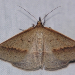 Epidesmia tryxaria (Neat Epidesmia) at Sheldon, QLD - 27 Apr 2007 by PJH123