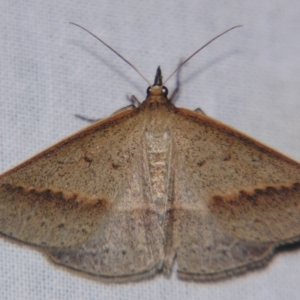 Epidesmia tryxaria at Sheldon, QLD - suppressed