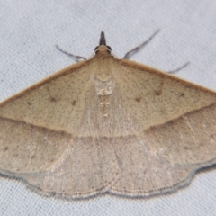 Epidesmia tryxaria at Sheldon, QLD - suppressed