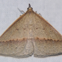 Epidesmia tryxaria at Sheldon, QLD - suppressed