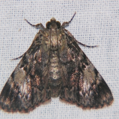 Salma cholica (A Pyralid moth) at Sheldon, QLD - 27 Apr 2007 by PJH123