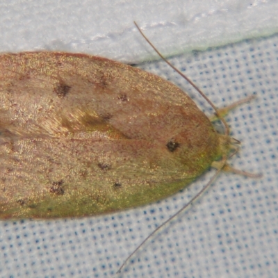 Chezala privatella (A Concealer moth) at Sheldon, QLD - 27 Apr 2007 by PJH123