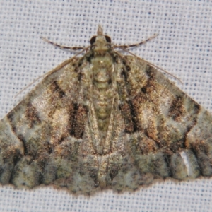 Gastrina cristaria at Sheldon, QLD - suppressed