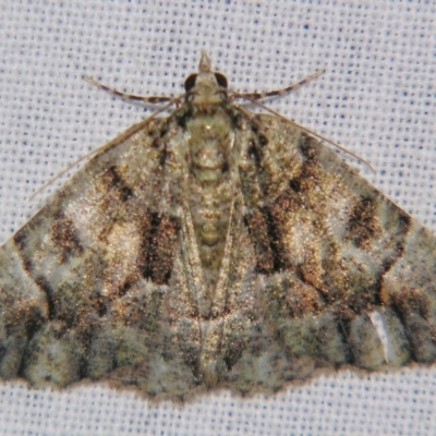 Gastrina cristaria (Wave-lined Geometrid) at Sheldon, QLD - 27 Apr 2007 by PJH123