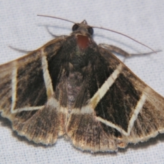 Grammodes (genus) (An Owlet moth (Erebidae)) at Sheldon, QLD - 27 Apr 2007 by PJH123