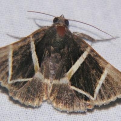 Grammodes (genus) (An Owlet moth (Erebidae)) at Sheldon, QLD - 27 Apr 2007 by PJH123