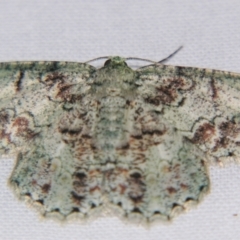 Hypodoxa conspurcata (A Textured emerald) at Sheldon, QLD - 27 Apr 2007 by PJH123