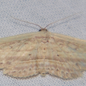 Hyposada hydrocampata at suppressed - suppressed